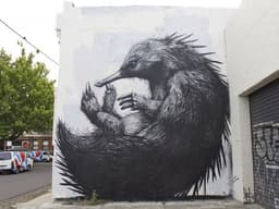 Roa